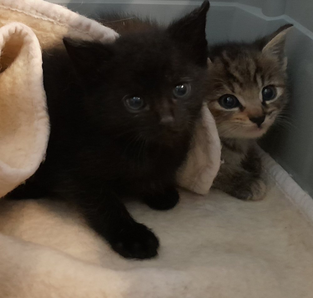 Baby Katzen Pärchen