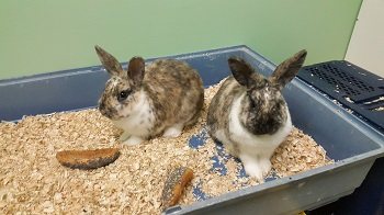 Die beiden   Hasenkinder