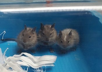 Mehr Info zu  3 junge Degus