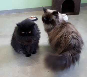 Mehr Info zu Anabell und Simba