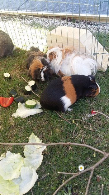 Meersschweinchen Donna mit 2 Nachkommen