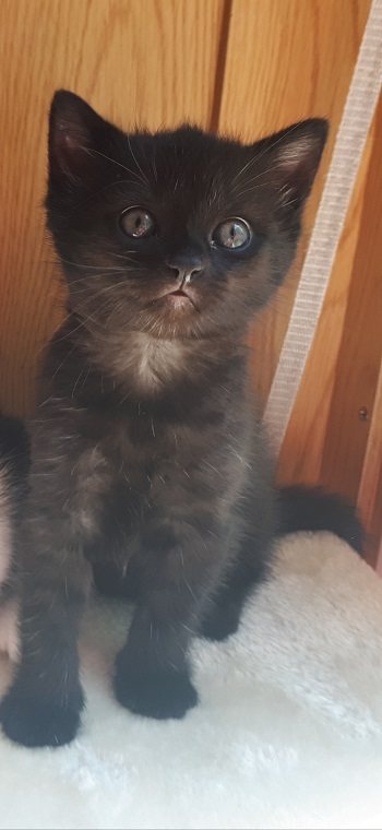 Mehr Info zu Mikesch