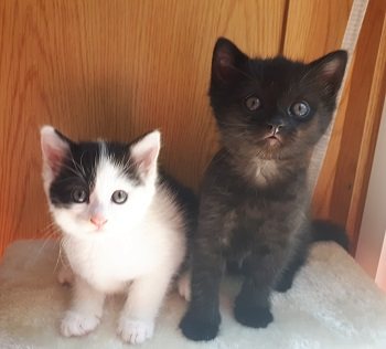 Mehr Info zu Mascha und Mischa