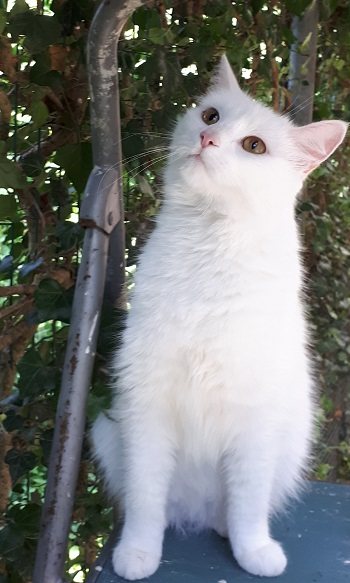 Mia