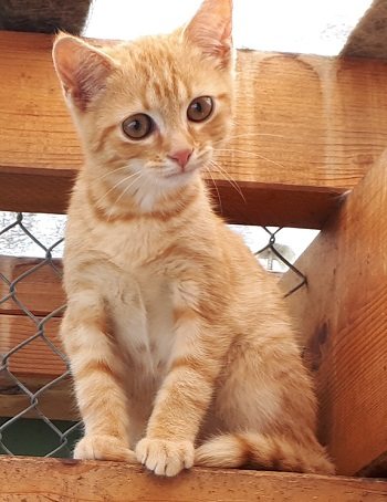 Mehr Info zu Toska und Trulla