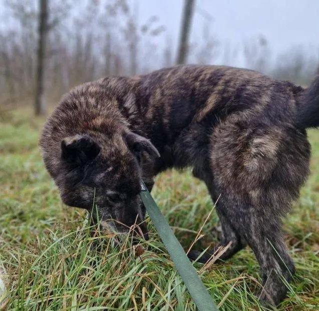 Mehr Info zu Berci sucht Gnadenplatz