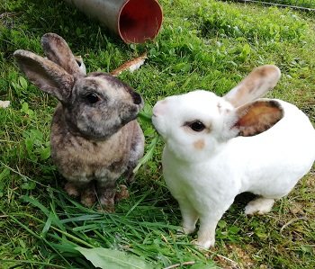 Mehr Info zu Bux  &  Bunny