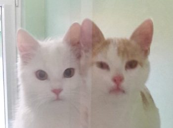 Mehr Info zu Scampo und Ceres