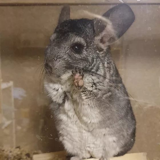 Mehr Info zu Chicco Chinchilla