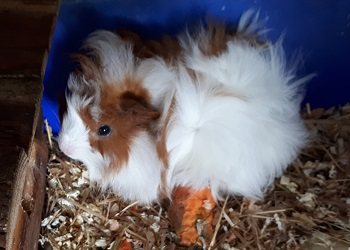 Mehr Info zu Meerschweinchen Dago