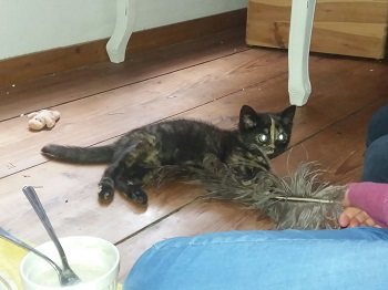 Mehr Info zu Zwiebel