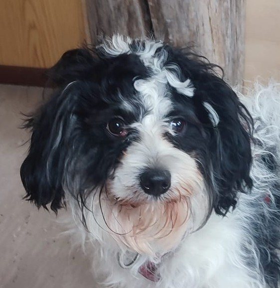 Mehr Info zu Flocki - der Findling