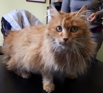 Mehr Info zu Biskuit