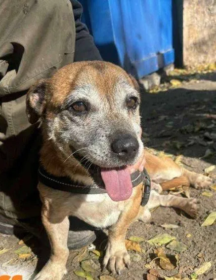 Mehr Info zu Gibbo Gnadenplatz gesucht