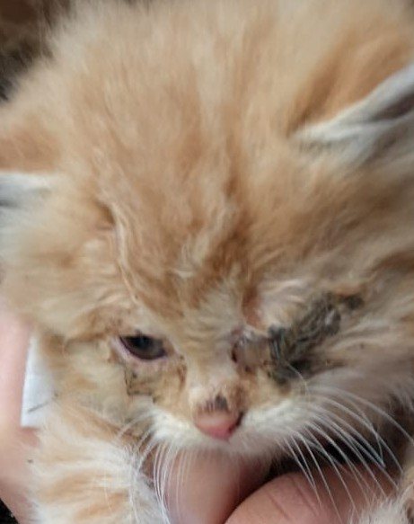 Mehr Info zu Der Landwirt und die wilden Hofkatzen