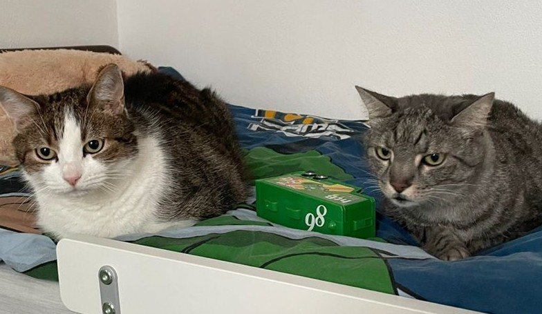 Mehr Info zu Marlo und Simba