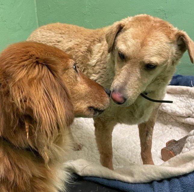 Mehr Info zu Sultan und Yellow