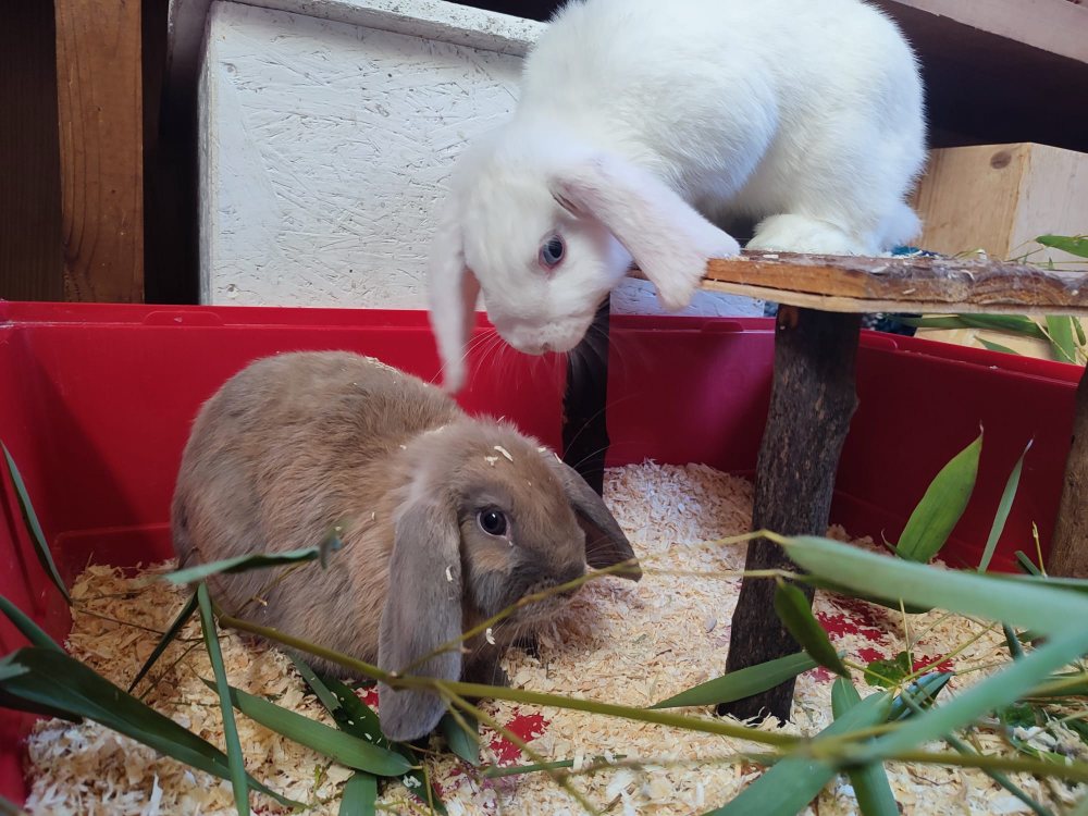 Mehr Info zu Hänsel und Gretel