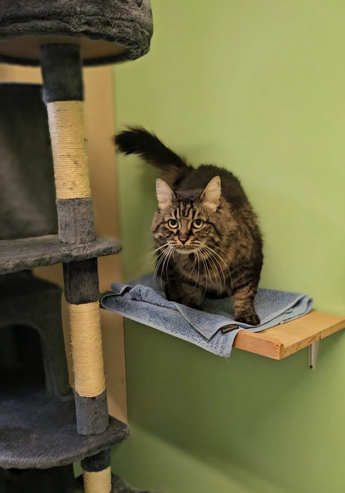 Mehr Info zu Schuschu 