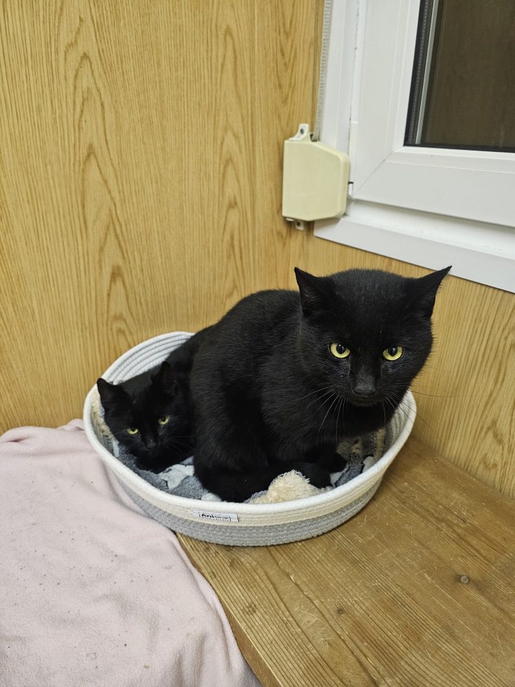 Mehr Info zu Sylvester