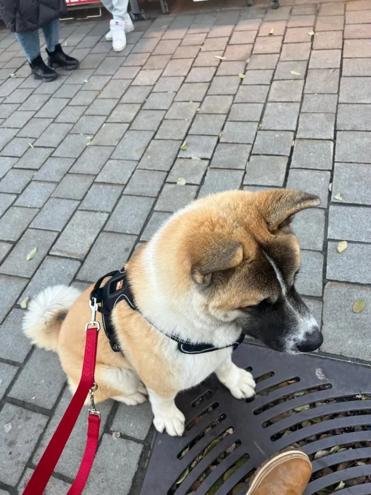 Mehr Info zu Komet ein American Akita