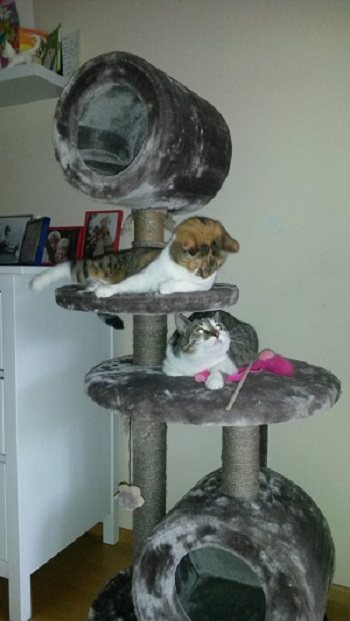 Mehr Info zu Filou  und  Sinimini