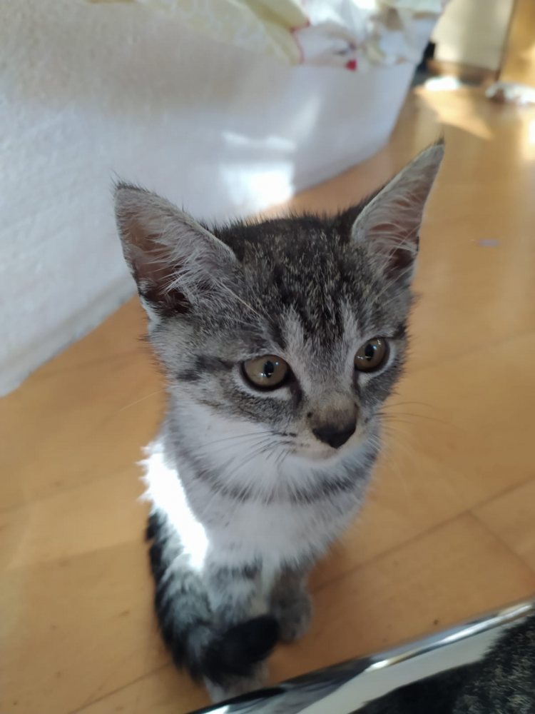 Mehr Info zu Wussl und Baba