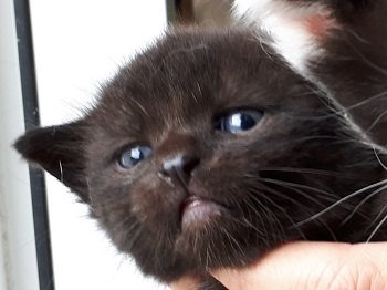 Mehr Info zu Melba und  ihr Prinzchen