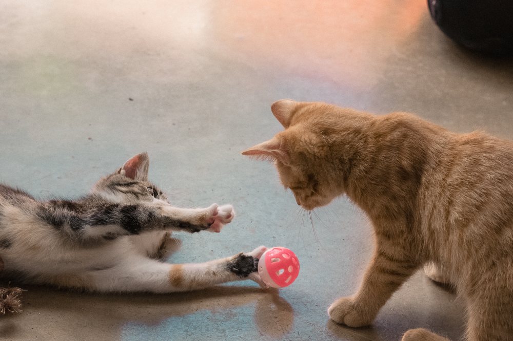 Schlumpfinchen und Bomsti