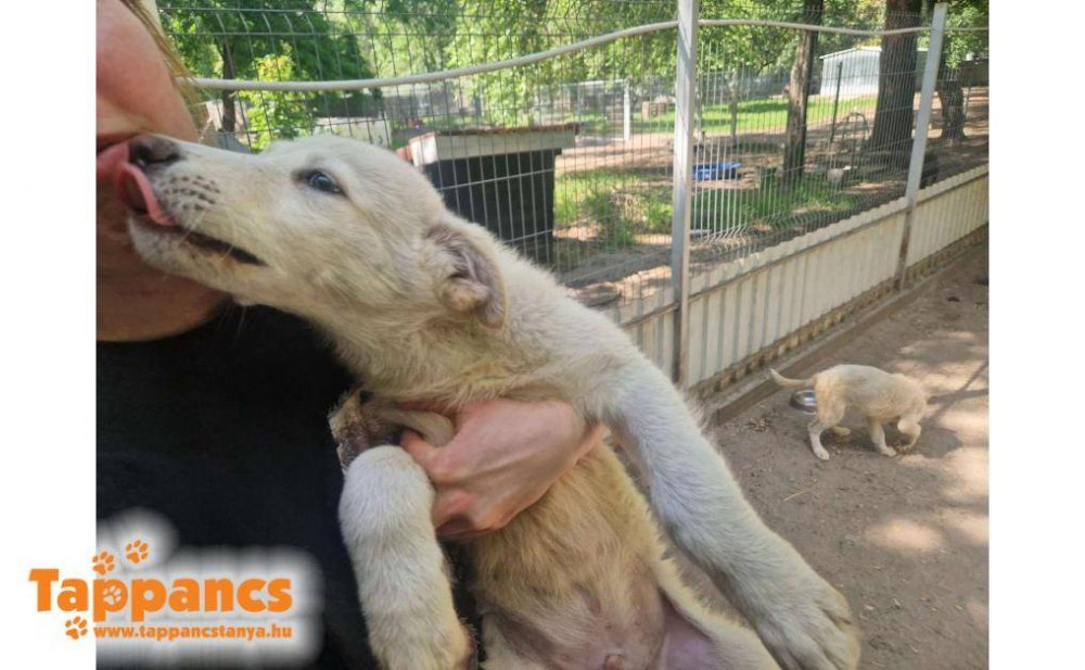 Mehr Info zu Kokosch - ich werde groß reserviert