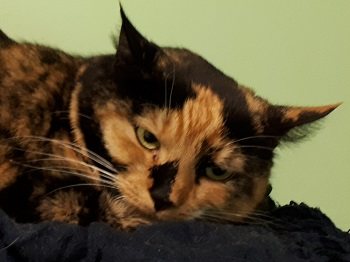 Mehr Info zu Luna II