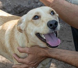 Mehr Info zu Mandula