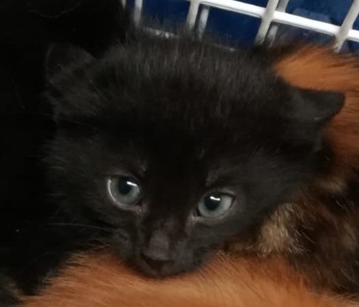 5 weitere, mamalose Katzenkinder