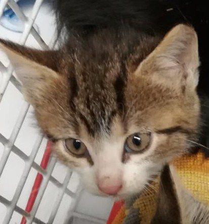 Mehr Info zu 5 weitere, mamalose Katzenkinder