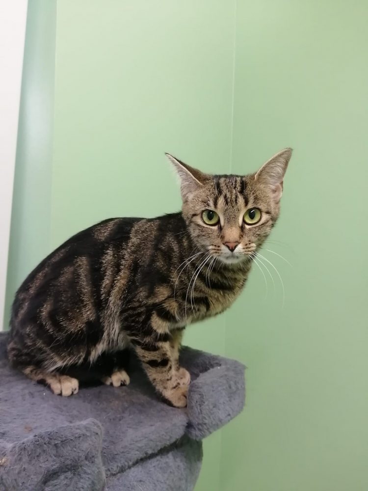 Mehr Info zu Maya und Cookie