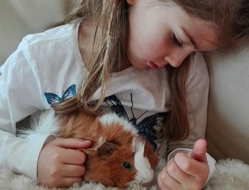 Meerschweinchen Flo und Fli