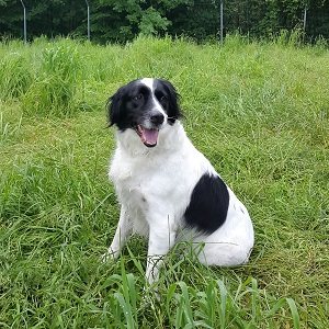 Mimi  Münsterländer