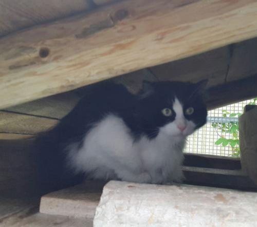 Mehr Info zu Katze Mischa