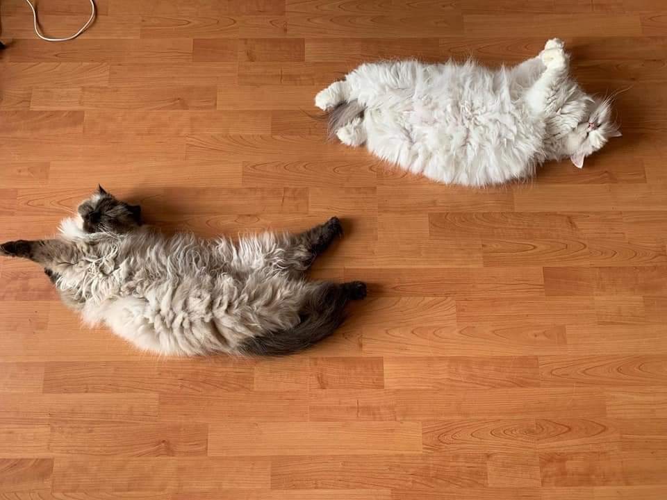 Pearly und Sunny - zwei Perser