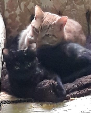 Mehr Info zu Piro   &  Piri