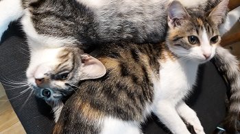 Mehr Info zu Salome und Sirene