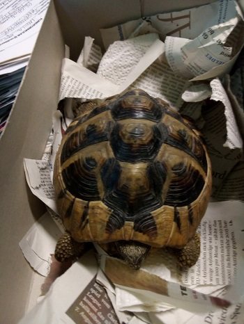 Tusmilla die Schildkröte