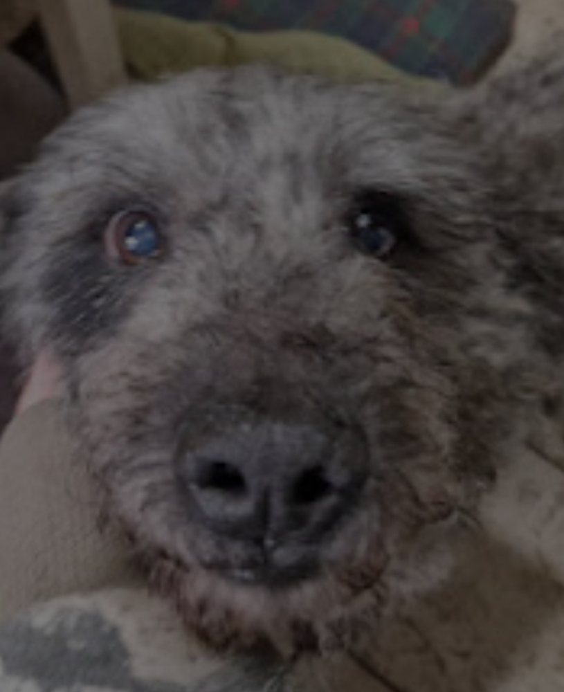 Moha