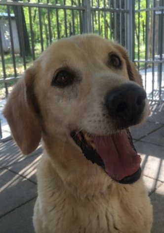 Mehr Info zu Champus