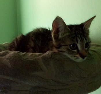 Mehr Info zu Sisca und ein kleines Schwarzes