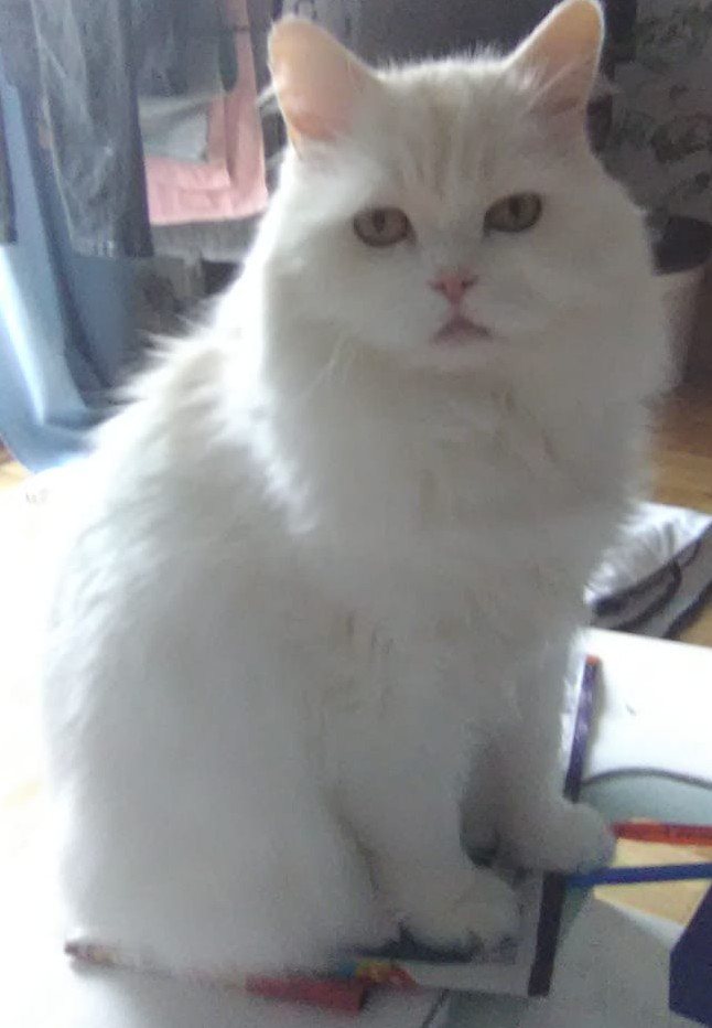 Mehr Info zu Pearly und Sunny - zwei Perser