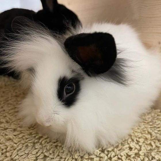 Mehr Info zu Hasen und Meerschweinchen