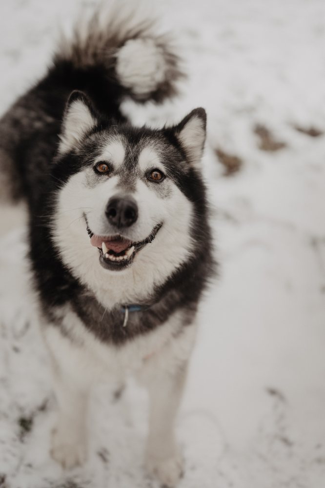 Maya 