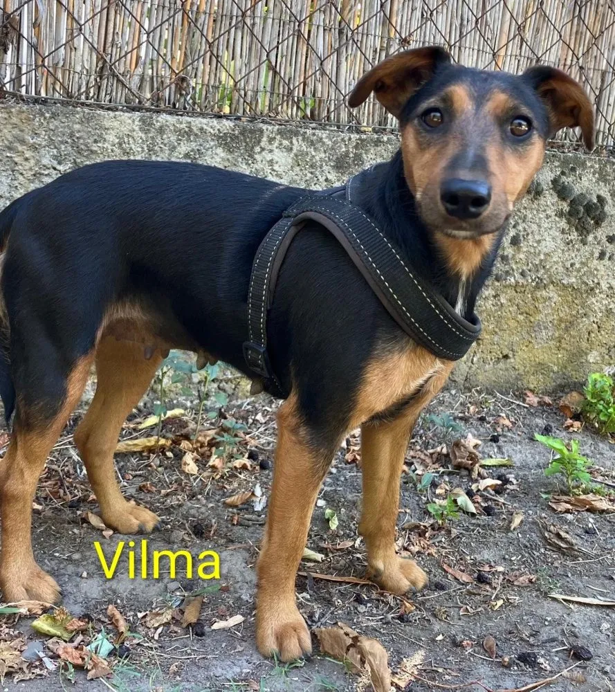 Mehr Info zu Vilma und Viktor