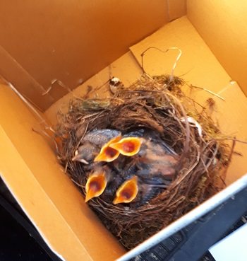 Mehr Info zu Jungvogel Brut